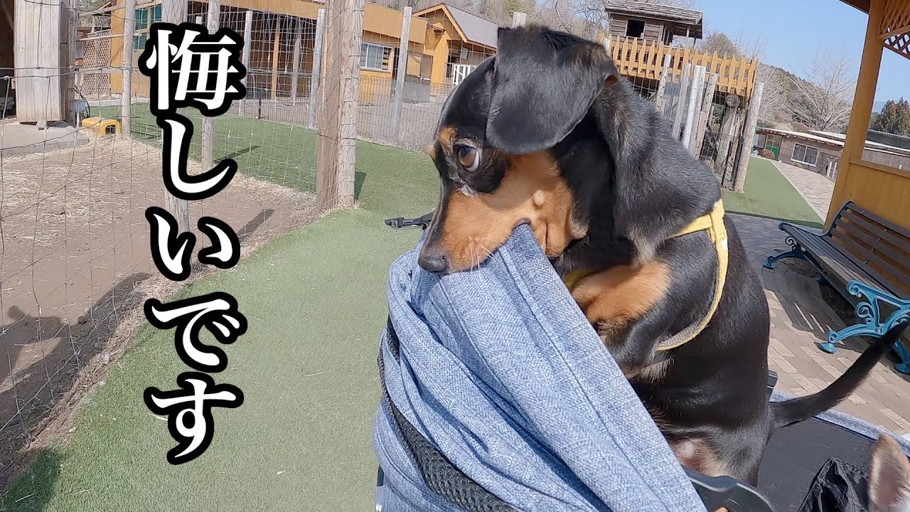 皆にエサを貰う牧場の動物に嫉妬心が抑えきれないチワックスw