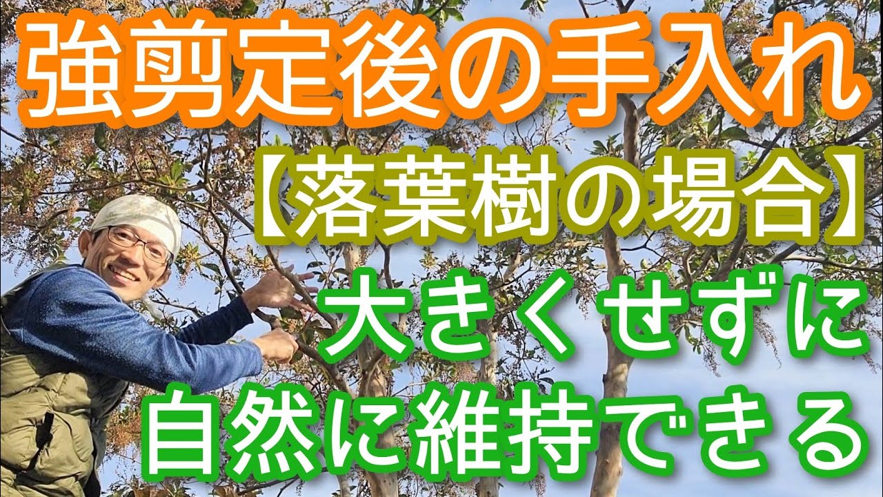 【強剪定後の手入れ(落葉樹編)】大きくせずに自然に維持するための2つのポイント(2025年11月)🍂🌳