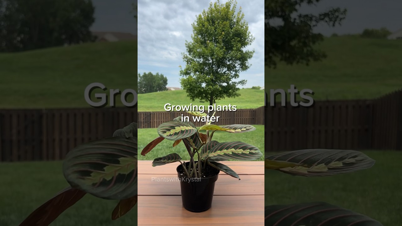 Steps to growing plants in water #hydroponics #plantgrowth #waterplants