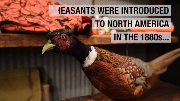 Prairie Storm&reg;: A game changer in pheasant hunting