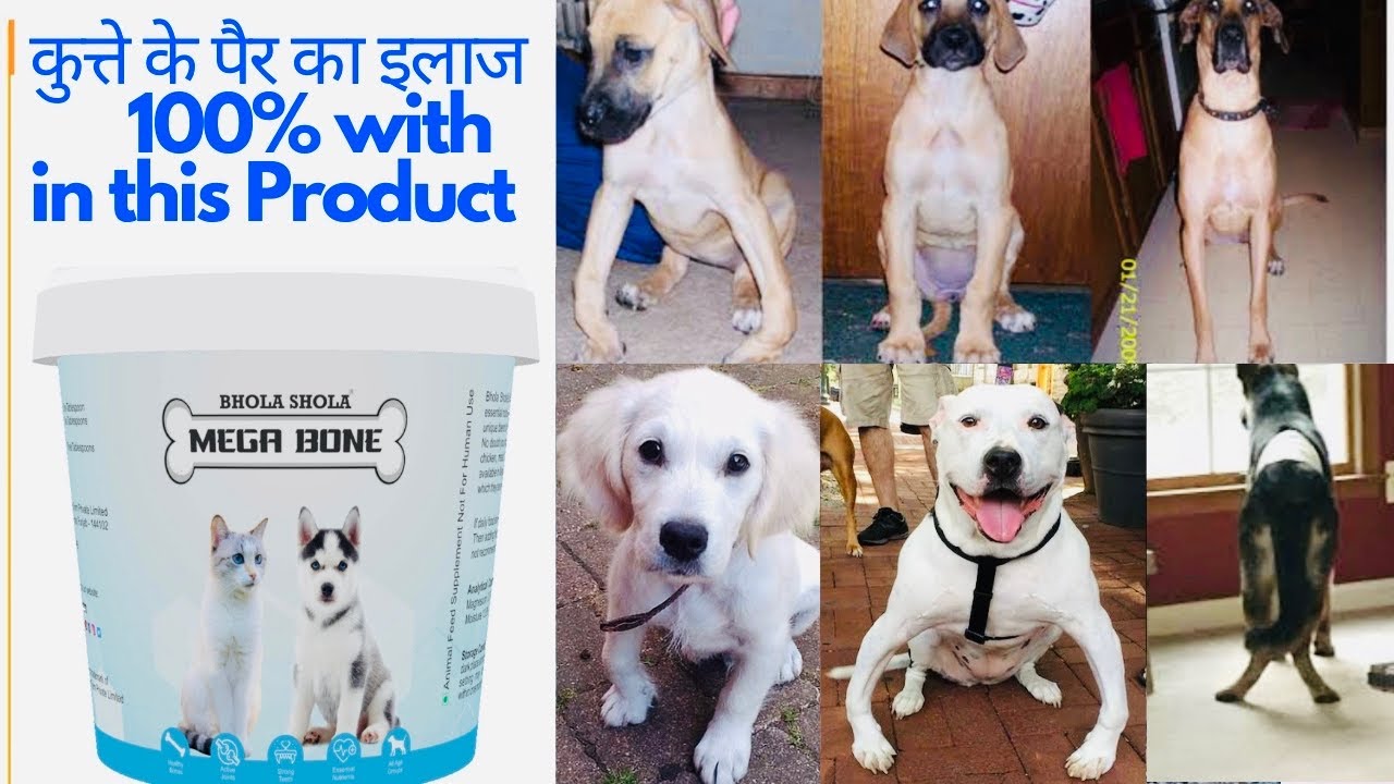 Dog Care - Solve Dog Legs Bend Problem 100% with in this Product | कुत्ते के पैर का इलाज (Hindi).