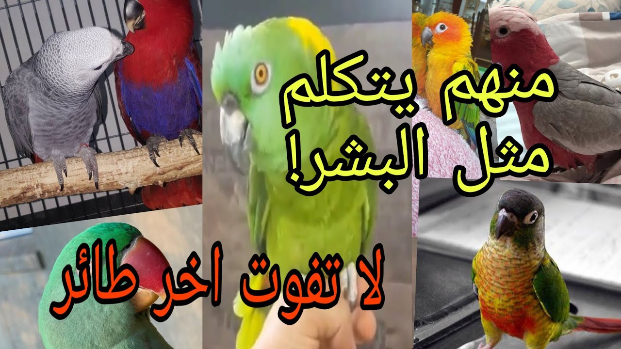 مقارنه بين افضل 10 ببغاوات متكلمة من حيث قدرتها علي الكلام