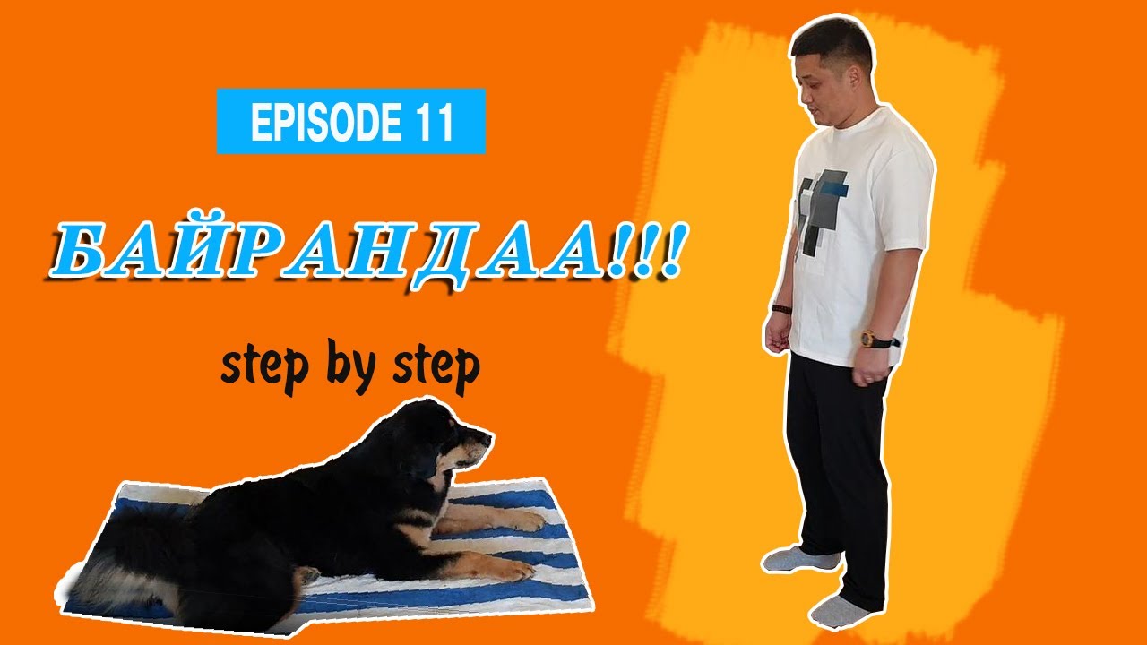 Нохой сургах арга #11 | Байрандаа команд | Mongolian Bankhar Dog Training |