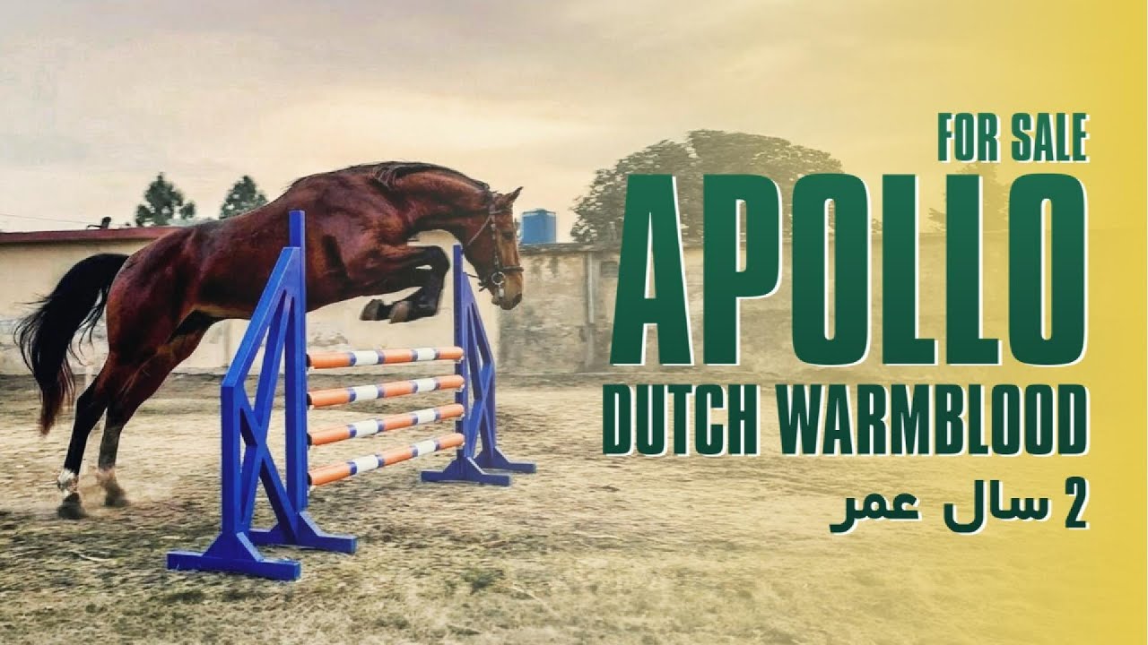 Showjumping Dutch Warmblood Stallion - For Sale in Pakistan