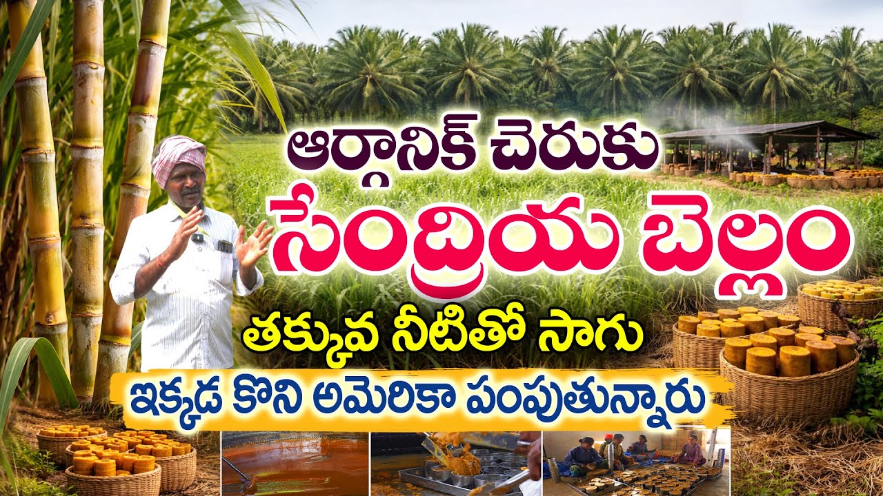 రైతు తయారు చేసిన సేంద్రియ బెల్లం.. అమెరికా వెళుతోంది | K.Satyanarayana #Sugarcane #OrganicJaggery