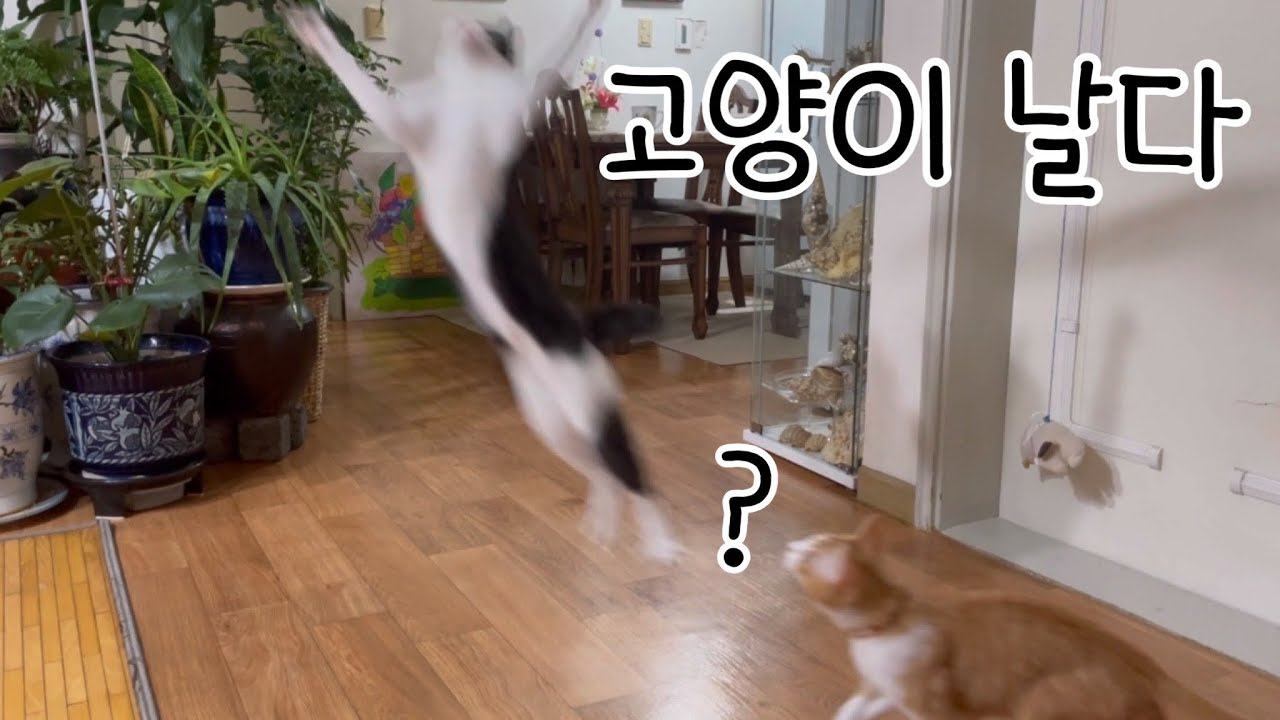 최애 장난감을 꺼냈을 때 껌이의 반응은?!🐈‍⬛ 껌딱지의 일상 VLOG♥️