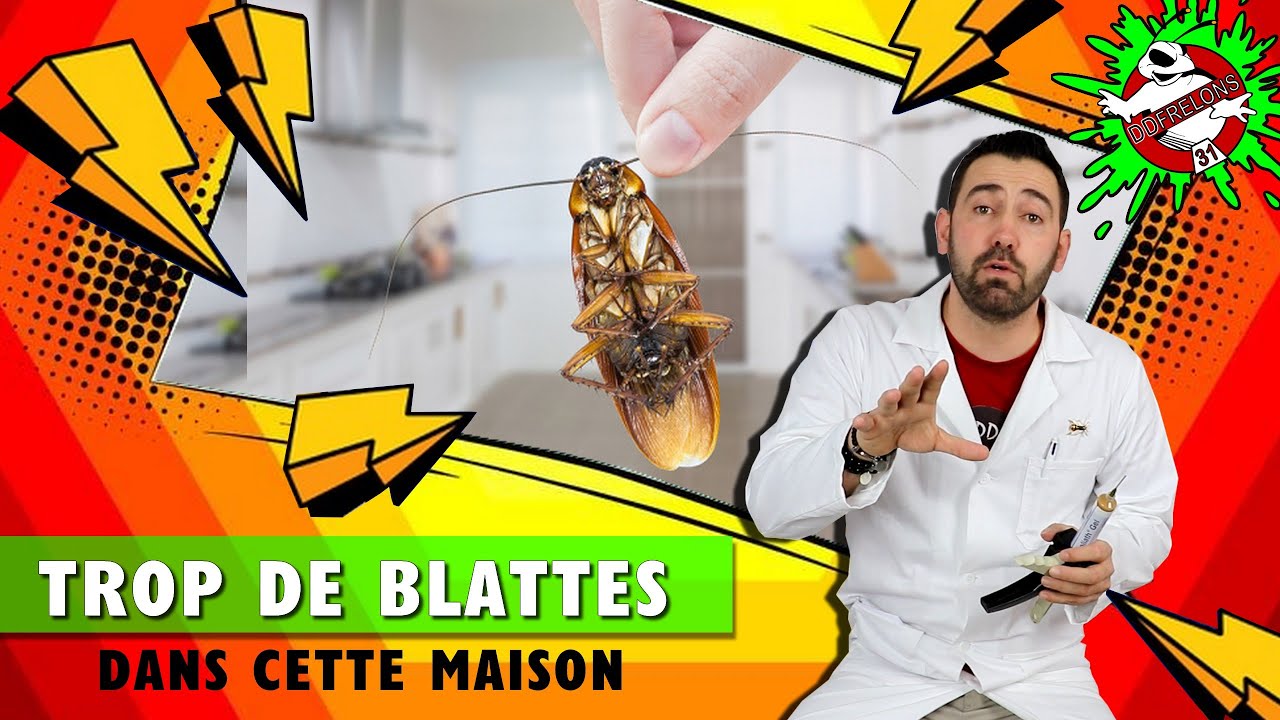 ÉNORME infestation de CAFARDS (Blattes Germaniques)
