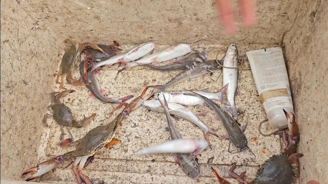 DE MANHÃ JÁ NA DESPESCA,   MUITOS PEIXES .