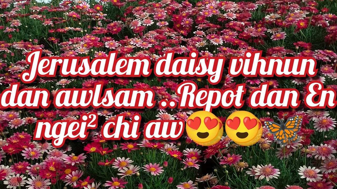 Jerusalem Daisy awlsam tak a vihnun dan leh repot dan en ngei² chi awl Hmeltha ho