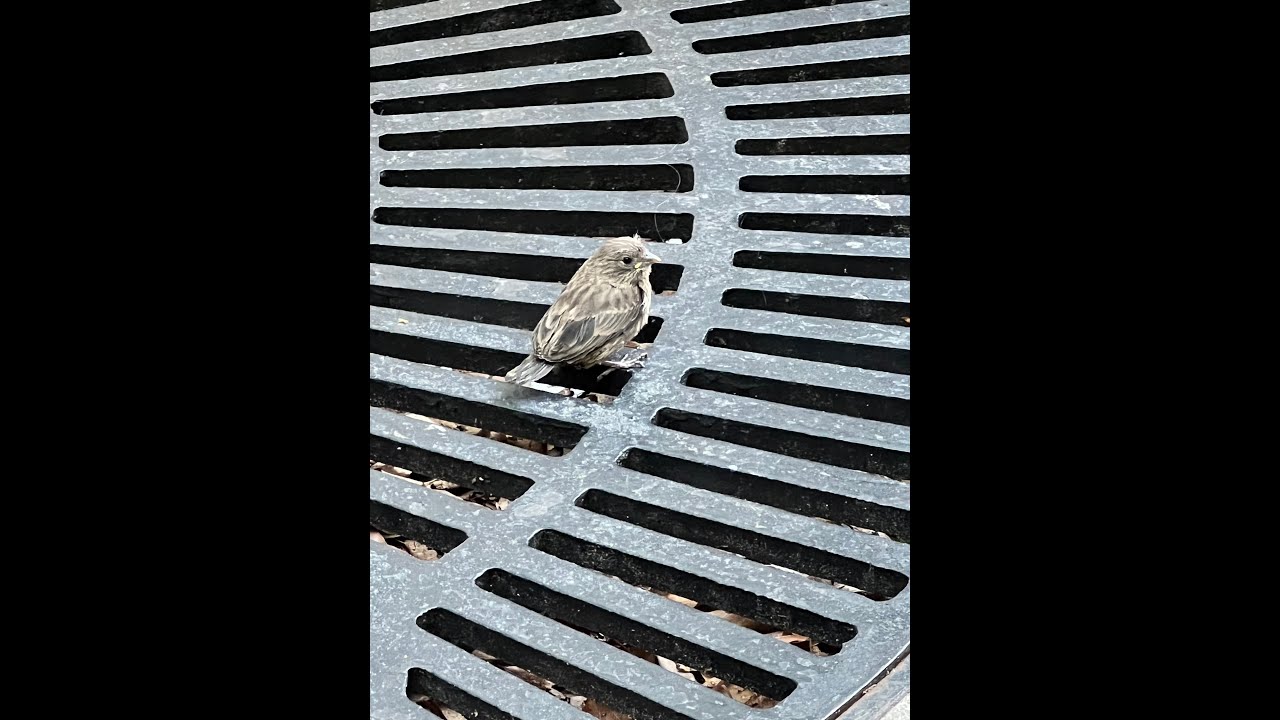 Flight of the Fledgling Finch