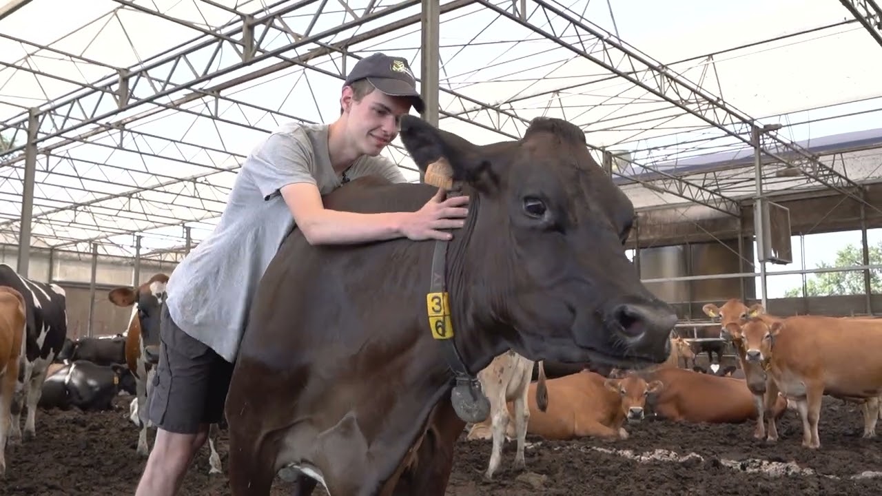 VILT TeeVee: Jong Geleerd Oud Gedaan - Yoshi Konings