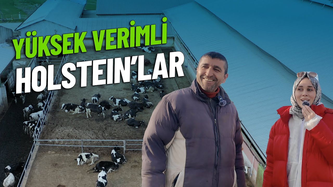 Yüksek Süt Verimli Holstein Gebe Düveler'i Yerinde Ziyaret Ettik | Kırklareli Süt Çiftliği