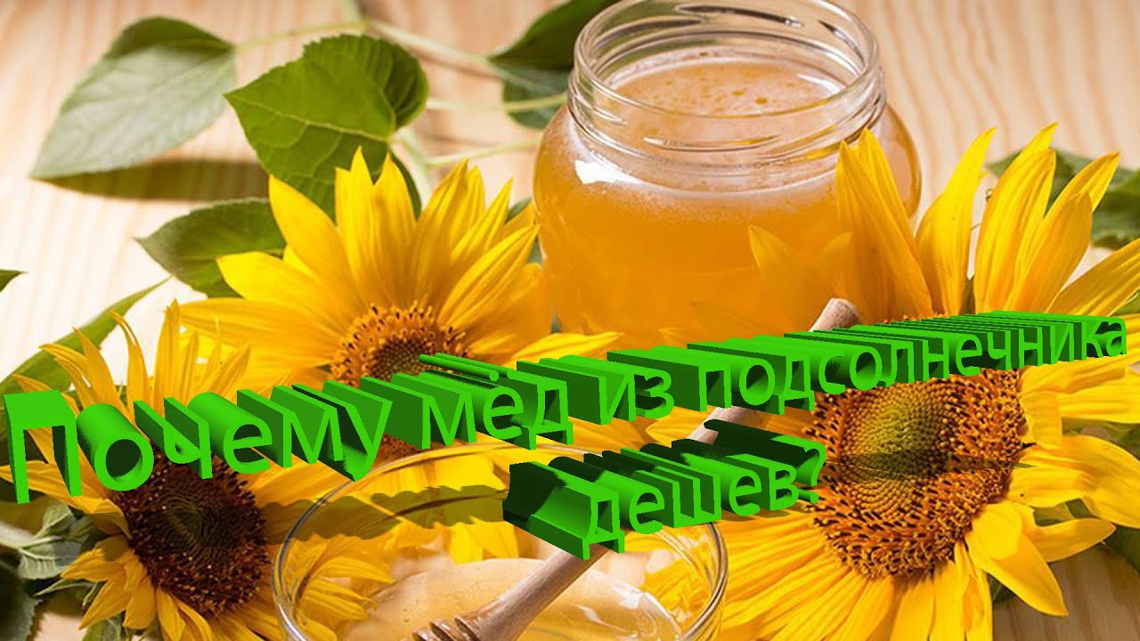 Профессор Пашаян: Почему мёд с подсолнечника дешевле?