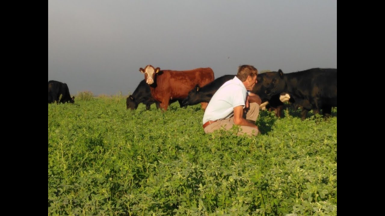 PRODUCEN 1500 KG. CARNE EN INTA BALCARCE