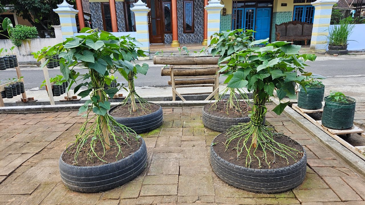 cara unik menanam ubi jalar ungu || unique way to grow purple sweet potatoes