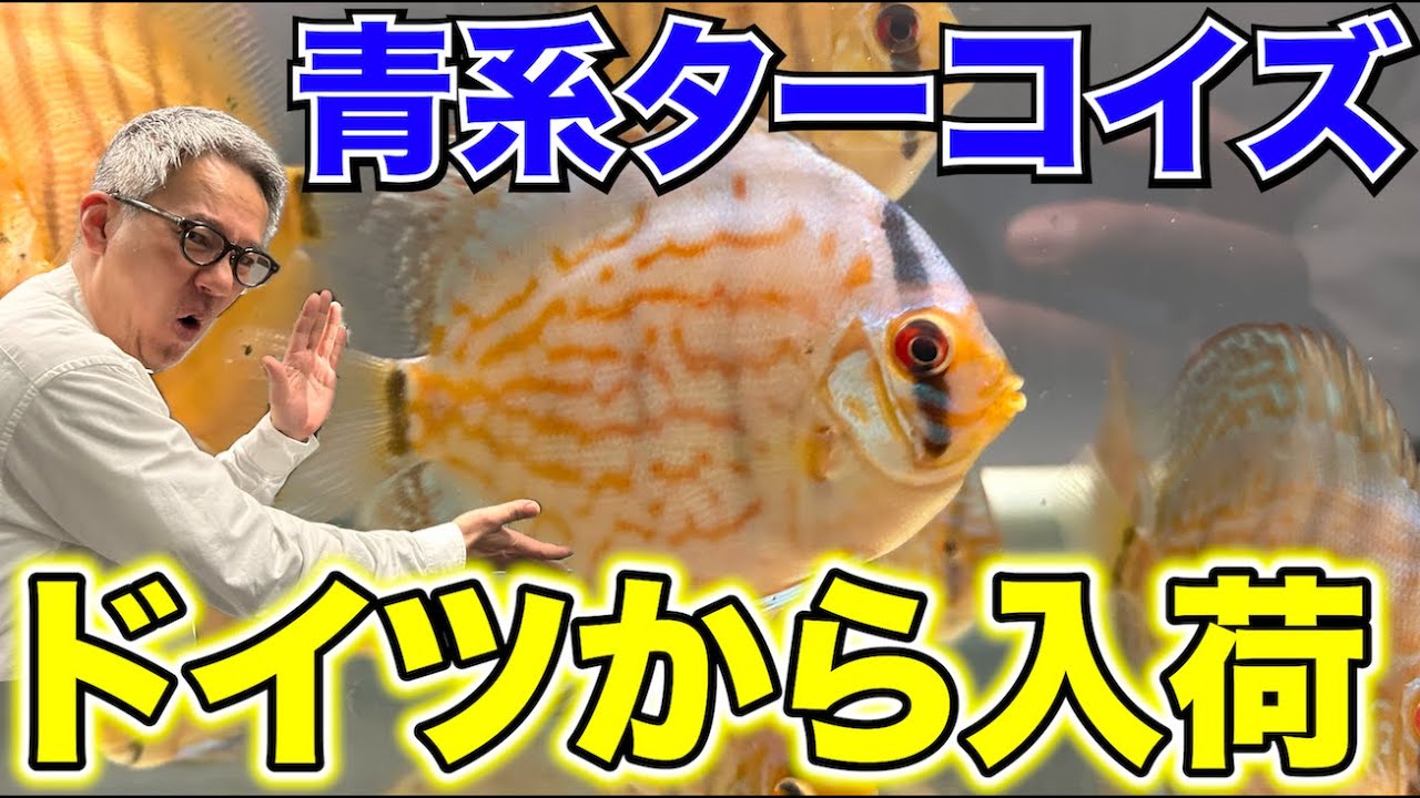 【待望】ディスカス新入荷！ドイツのピオワルスキーさんの「青系」ターコイズ！