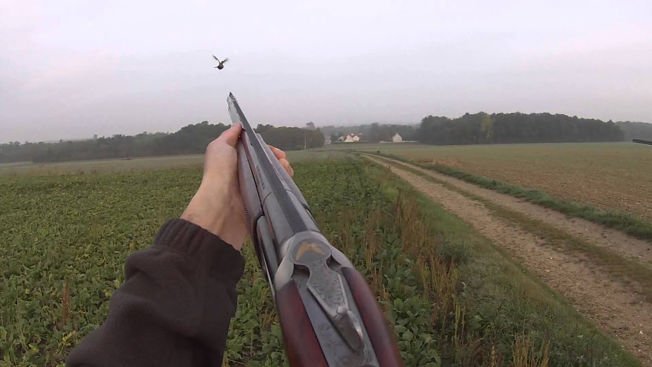 Chasse aux petit gibier avec un setter anglais