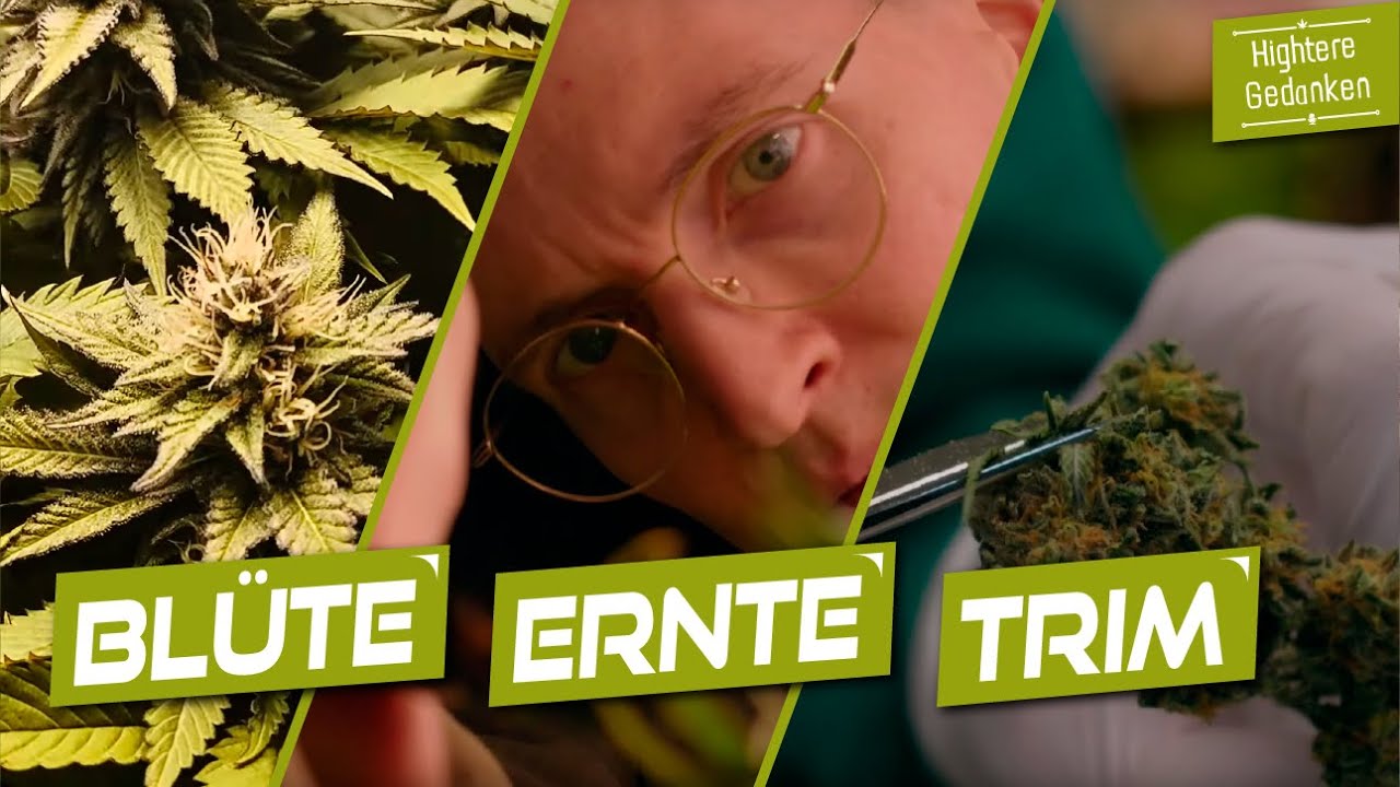 Zwei Grower - Zwei Methoden - Das Finale der ersten Grow Serie (Folge 06)