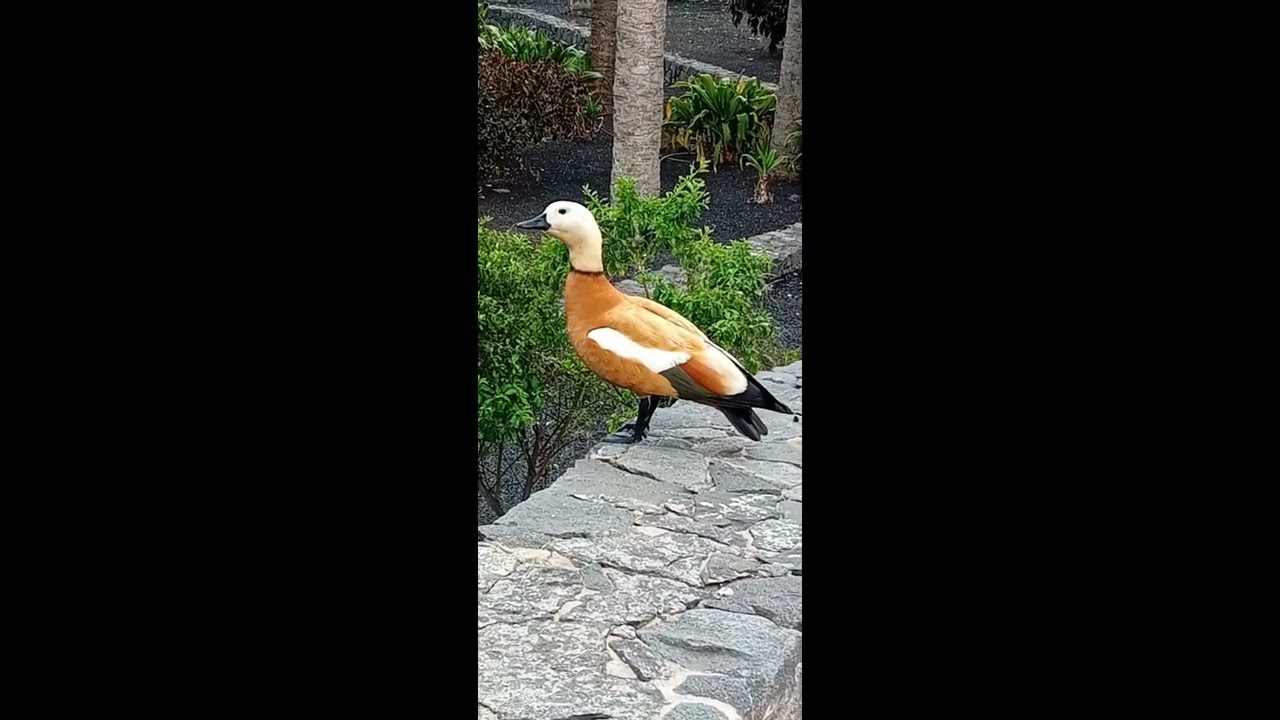 Ruddy Shelduck Fuerteventura