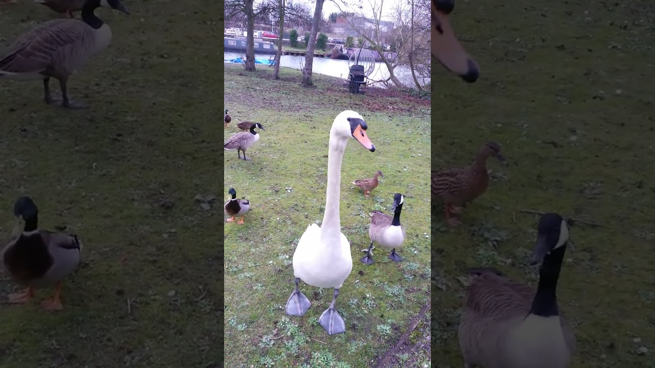20/01/2026 Keep Watching To See The Geese Steal The Swans Bagel Snack!!!