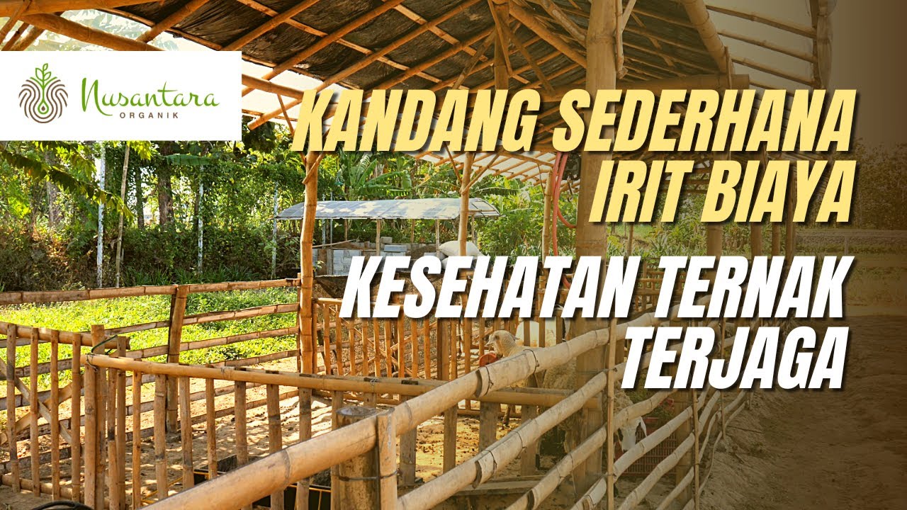 Kelebihan dan Kekurangan Kandang Domba Lantai Tanah
