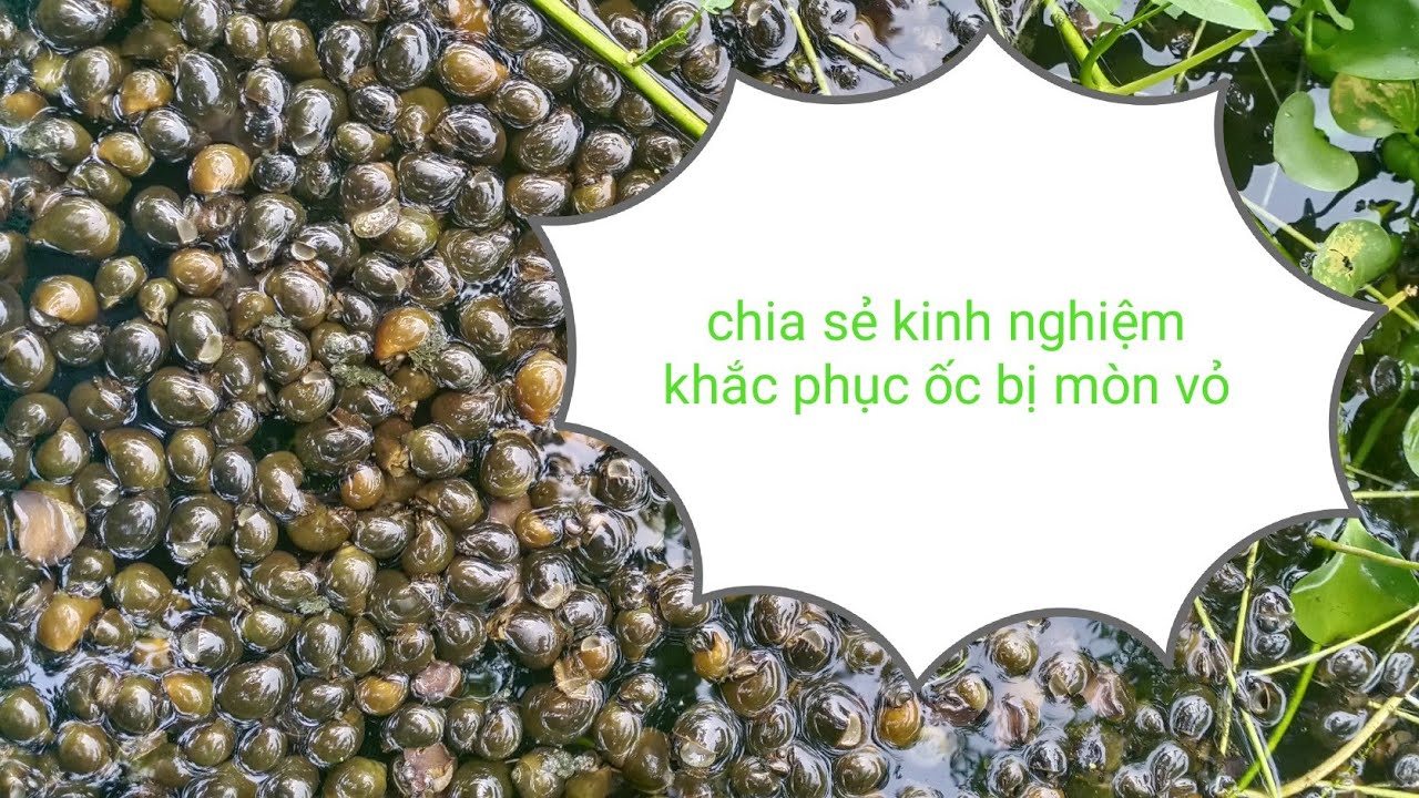 Làm gì để hạn chế tối thiểu ốc bị mòn vỏ.