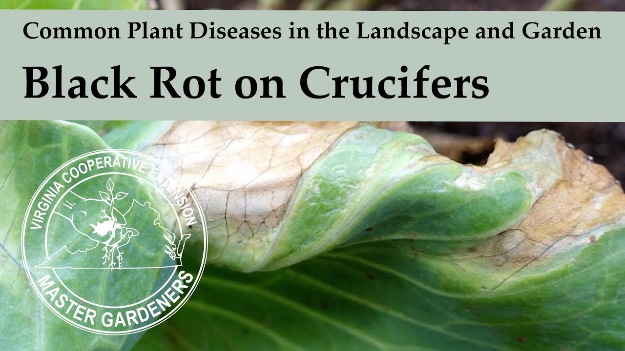 Black Rot on Crucifers - Common Plant Diseases in the Landscape and Garden