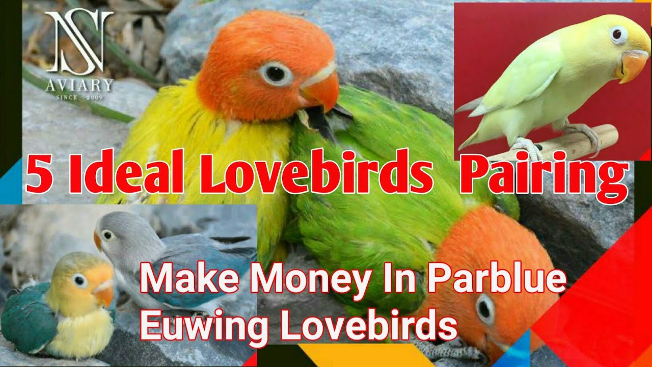 Parblue Love birds breeding | 5 ideal pairing of euwing, Opaline, Albino (Urdu/Hindi)