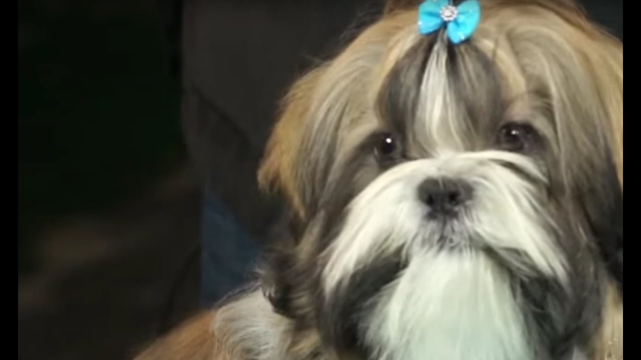 PERROS - Cómo arreglar el pelo a un perro de la raza Shih Tzu, Shitzu