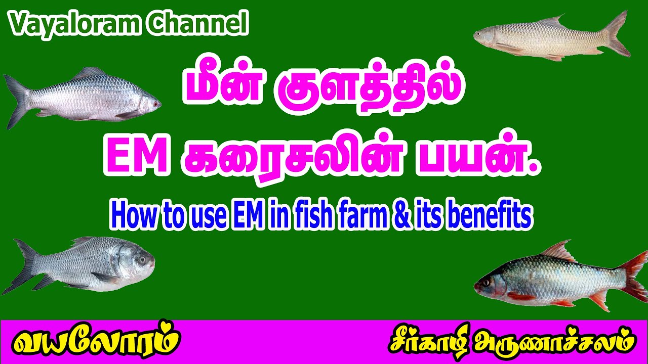 Em solution uses in tamil | மீன் குலத்தில் EM கரைசலின் பயன்