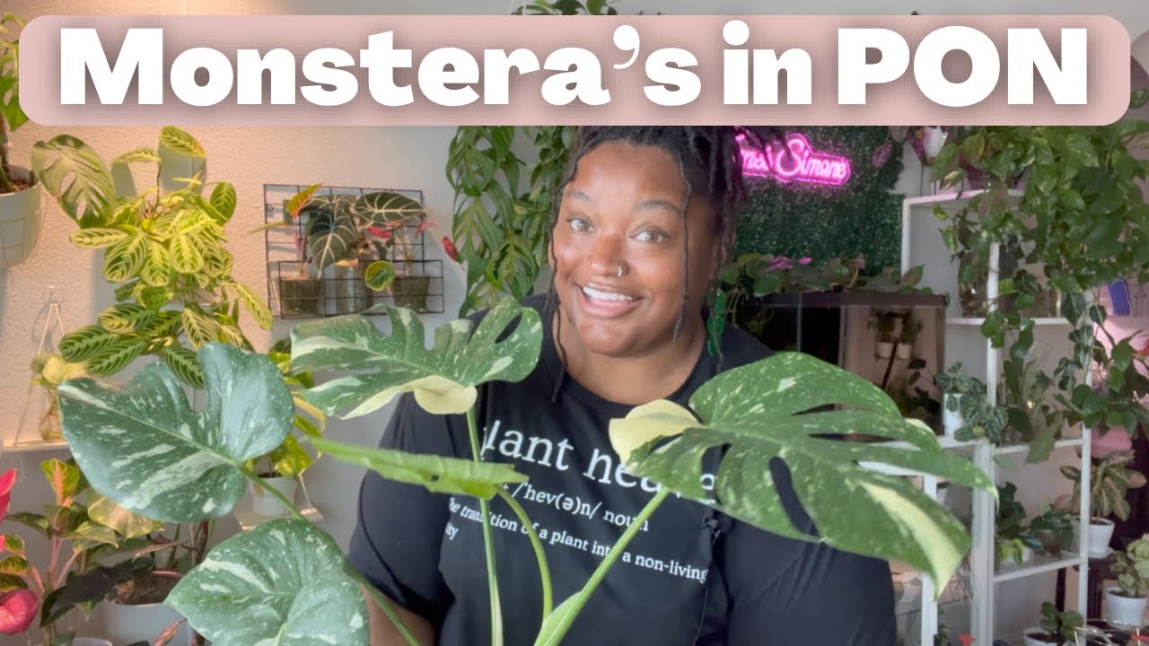 A Great SOIL ALTERNATIVE for your plants! | Update on my Monsteras in PON and LECA