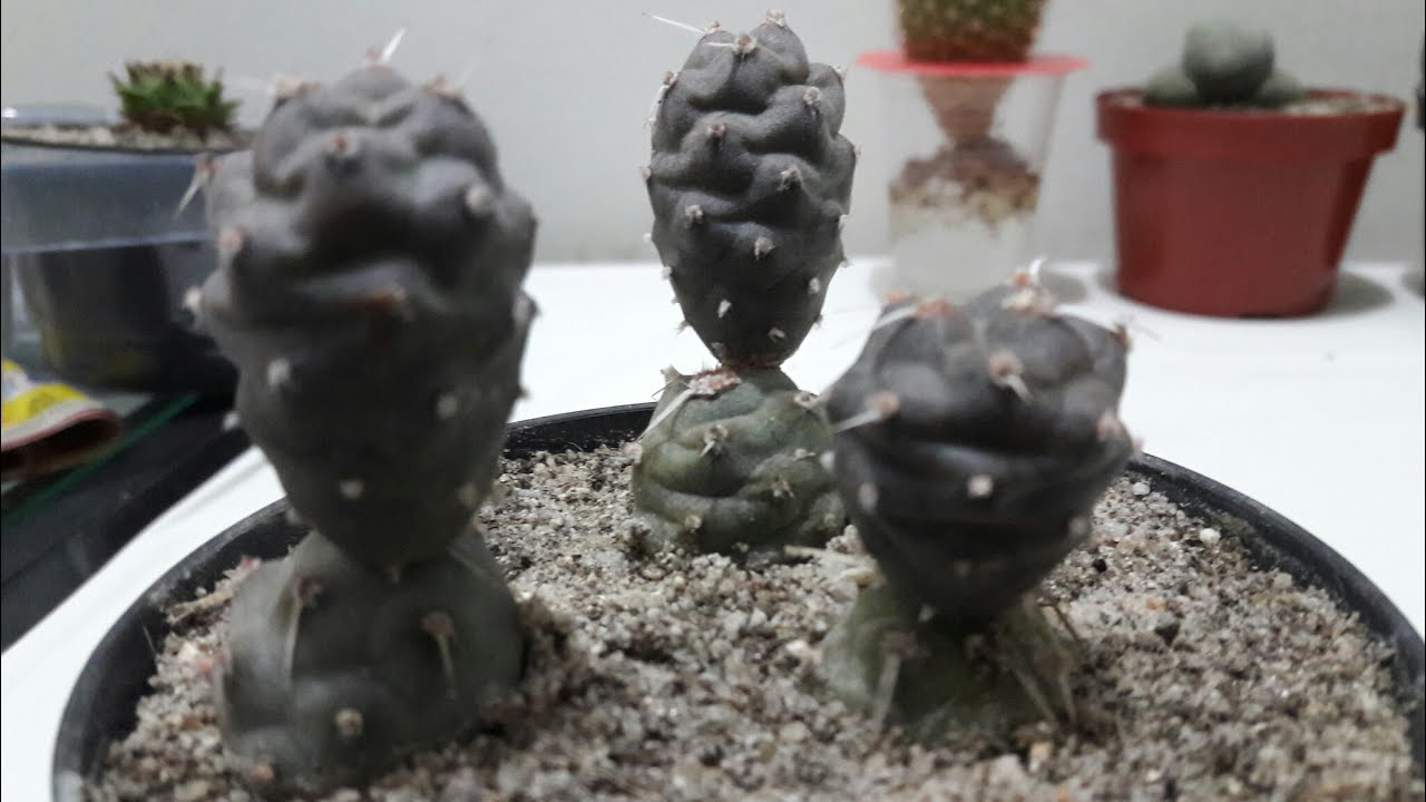 Tephorocactus articulatus