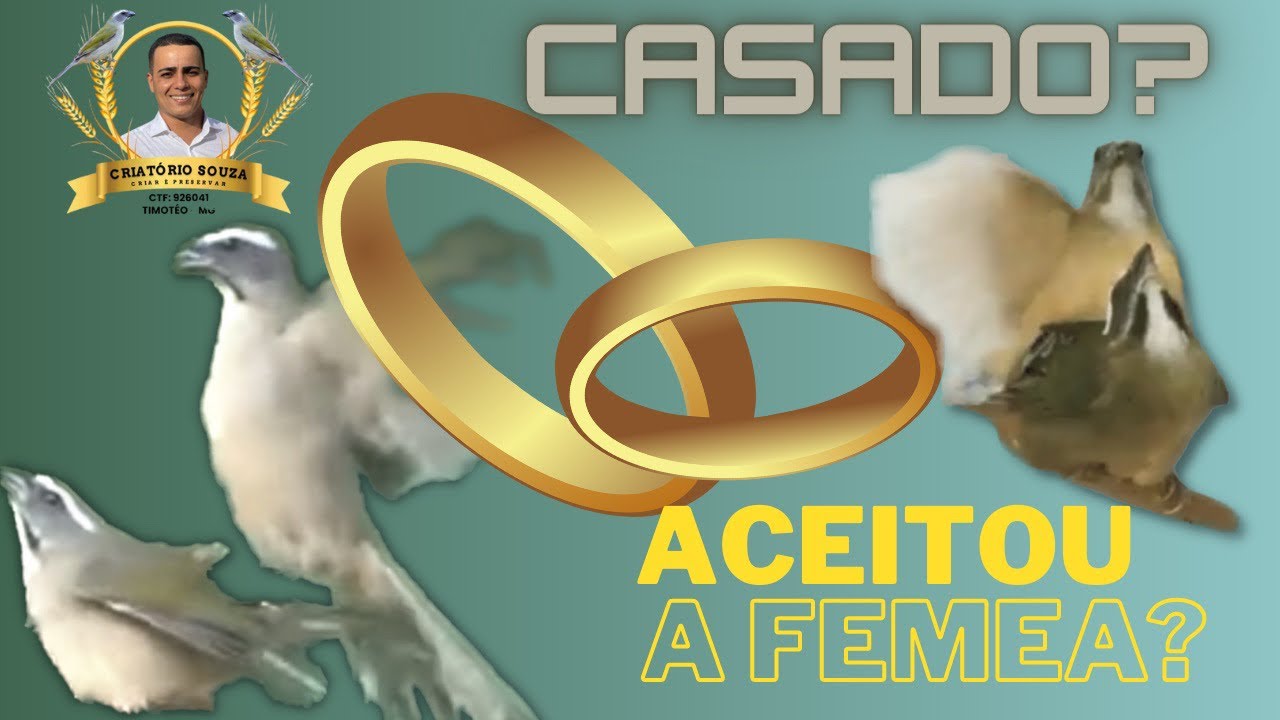 Como saber se o trinca está acasalado? #trincaferro #casal #criatorio #filhote #torneio #criatorio