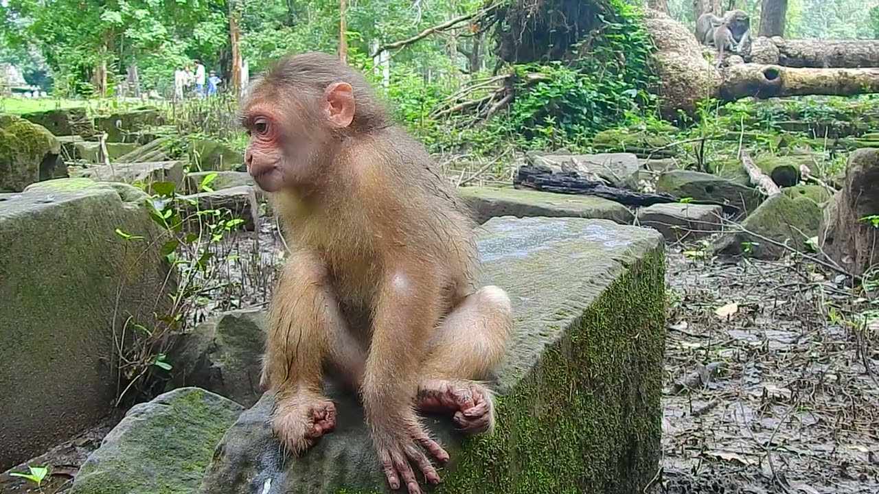 Cute fat monkey Baila is very gorgeous | @BuBuMonkeyTV