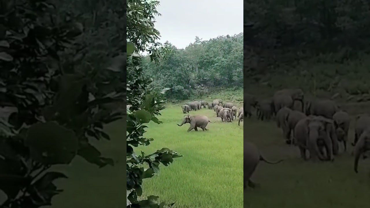 A group of 48 elephants are roaming in the Chotiya forest. #Wild elephant #Wild elephant