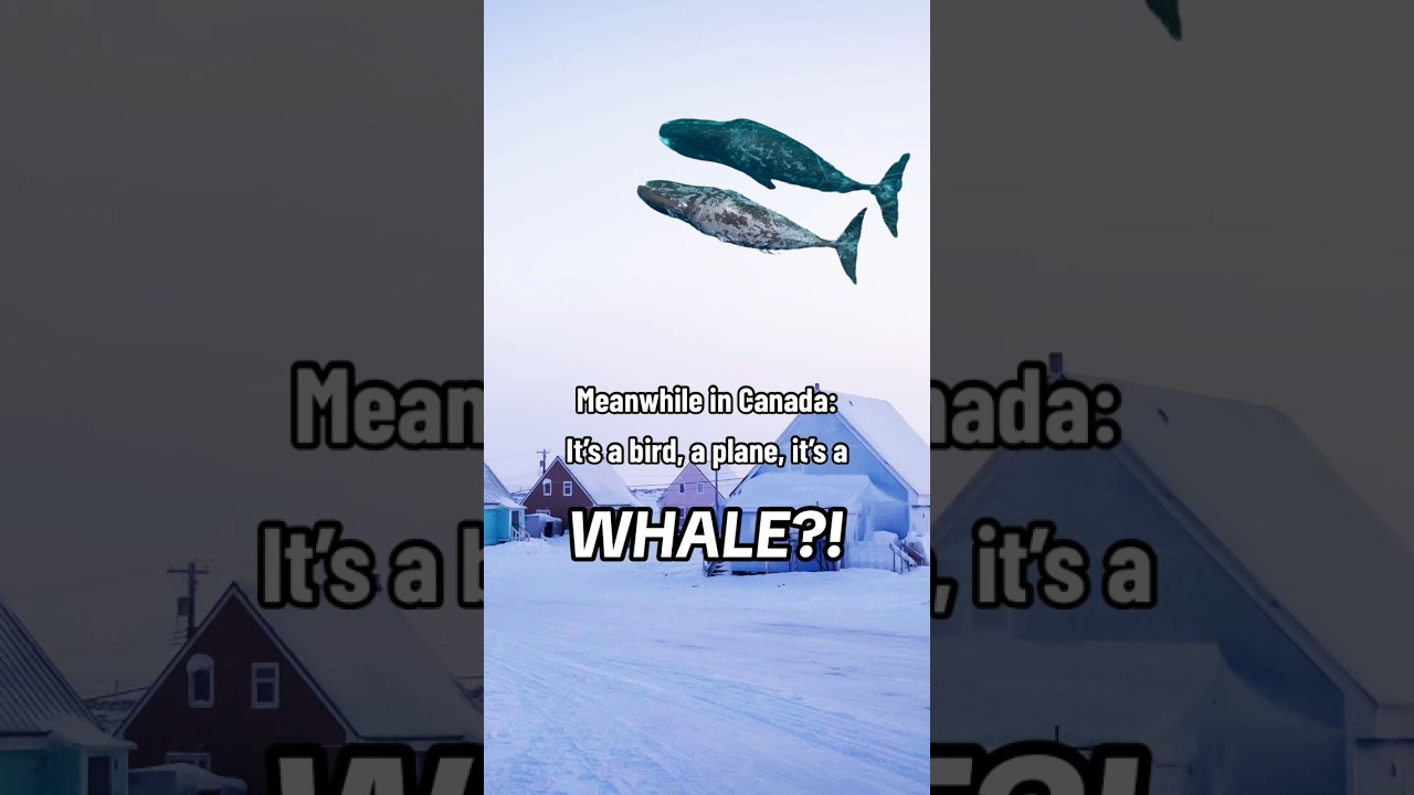 New scientific discovery? | #WWF Species Tracker | #Whales
