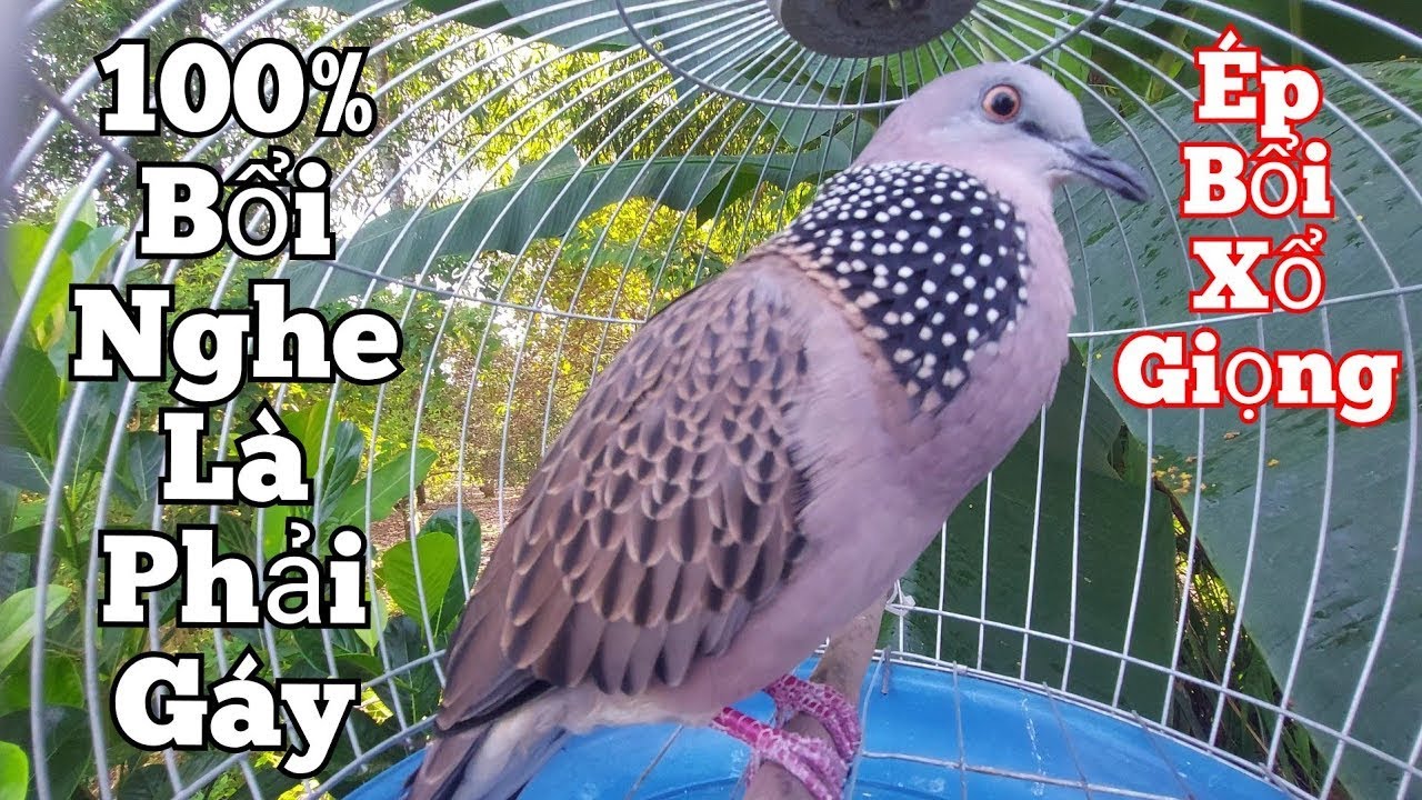 Cu gáy giọng Thổ Âm Thúc + Gọi + Lôi Cuốn + Giọng To hay vang kích bổi rất dễ nổi p02