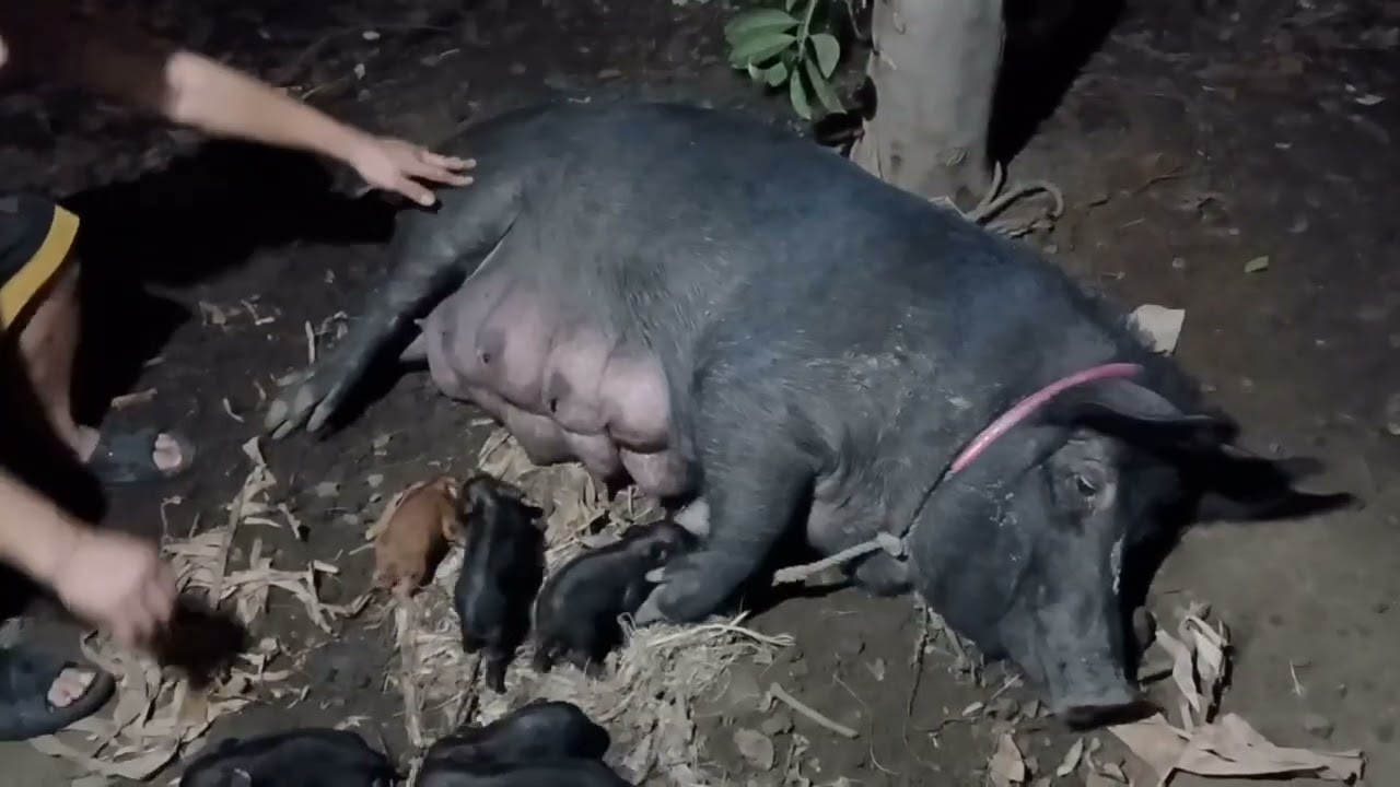 Wow Labing anim native hog
