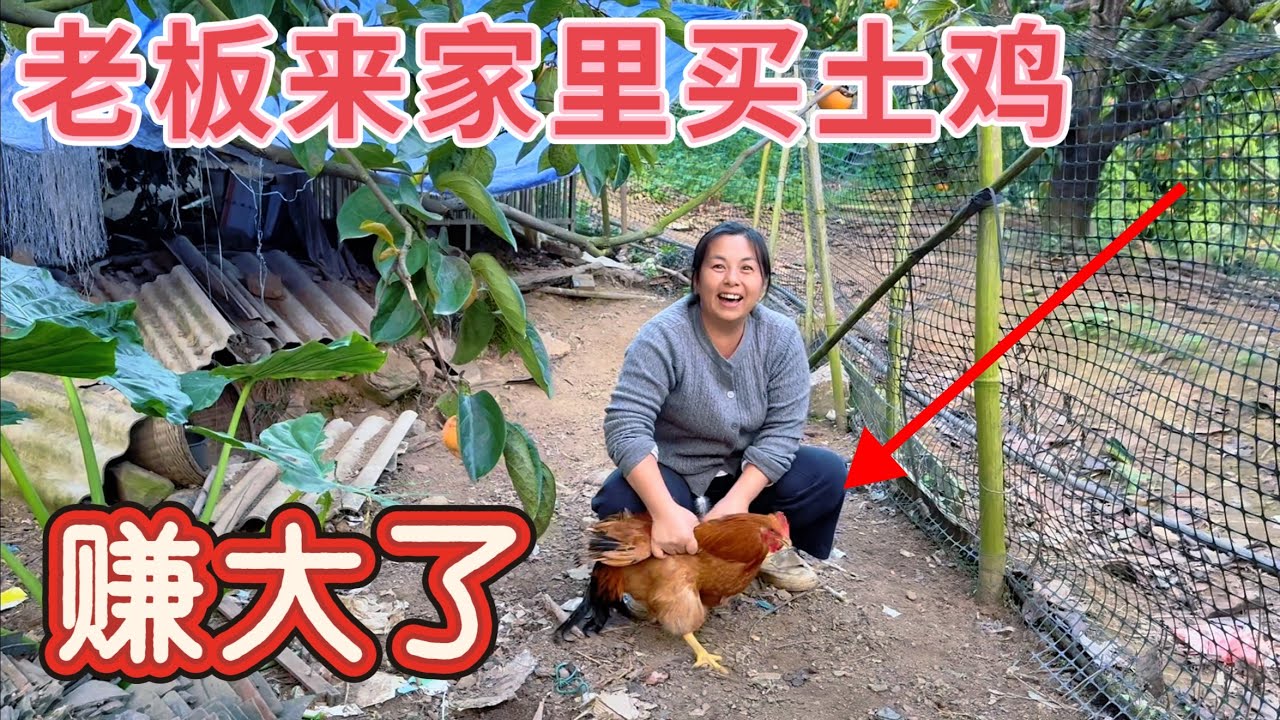 媳妇在山里干活，突然有老板来家里买土鸡，媳妇立马抓了一只最大的，6斤5两重，看看卖了多少钱？
