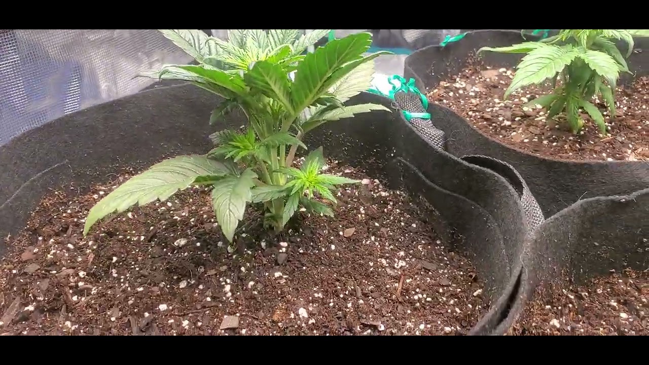 Blueberry autoflower week 3