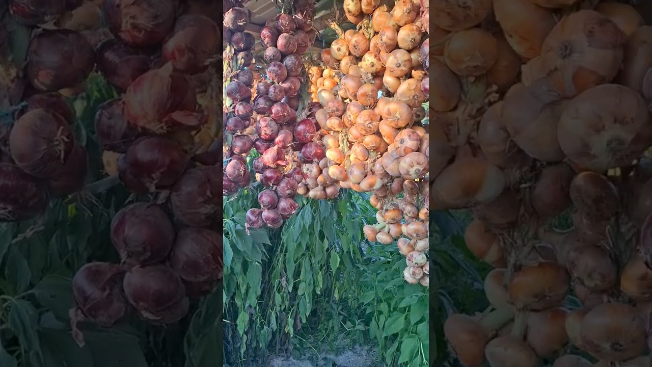 #ceapa #gradina bio #onion #garden #biogarden
