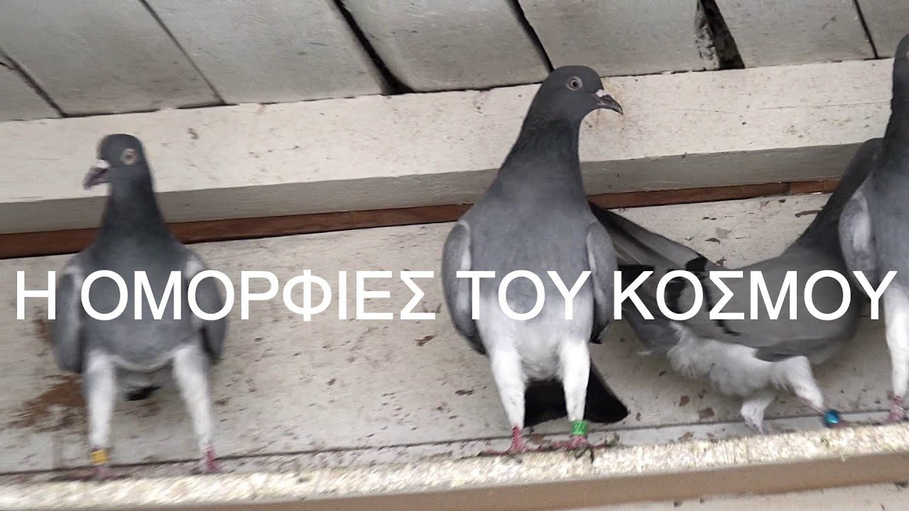 ΠΕΡΙΣΤΕΡΙΑ ΒΟΥΤΕΣ ΦΩΤΗΣ Ο ΘΕΣΣΑΛΟΝΙΚΙΟΣ