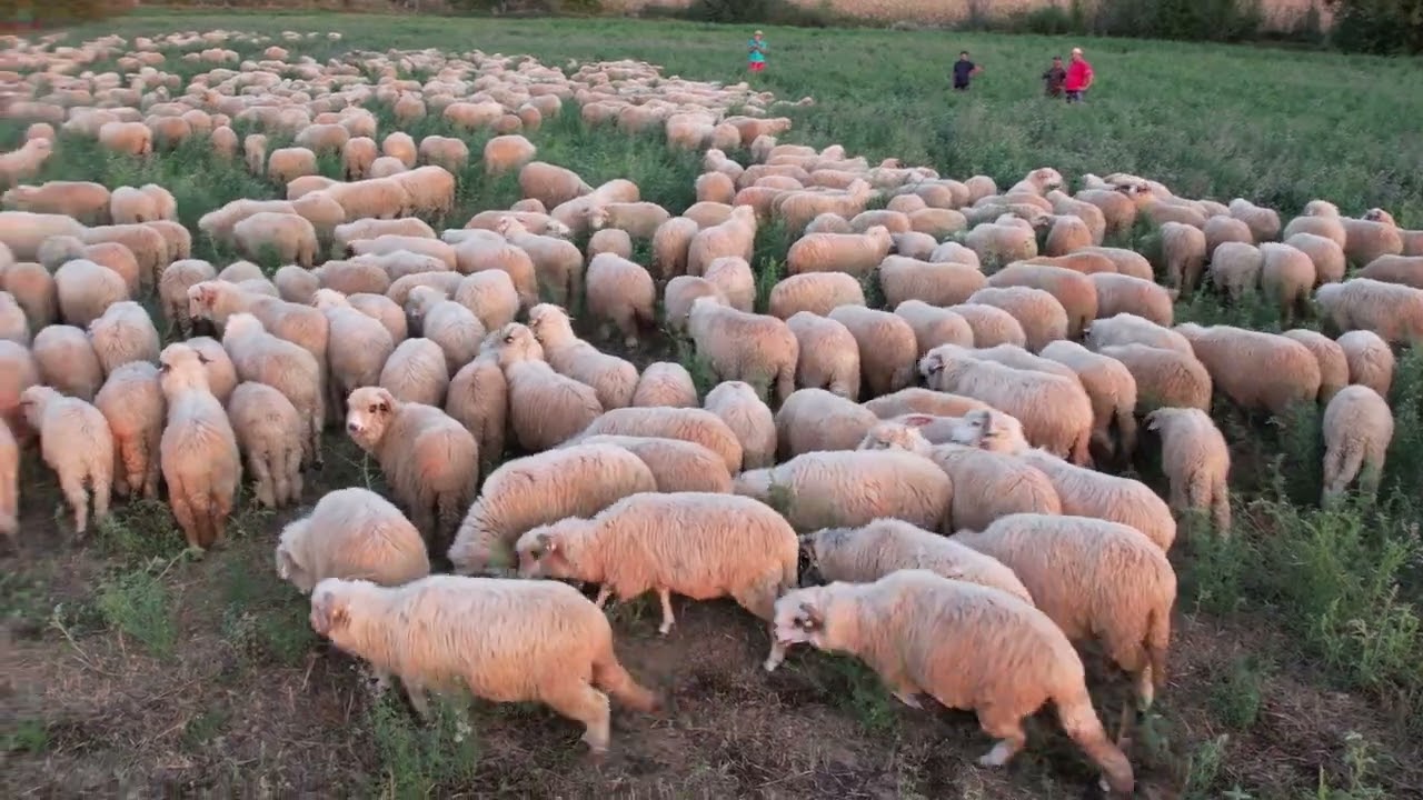 Oile lui Catalin Moga de la Ciolt, Maramures - 2024 Nou!!!