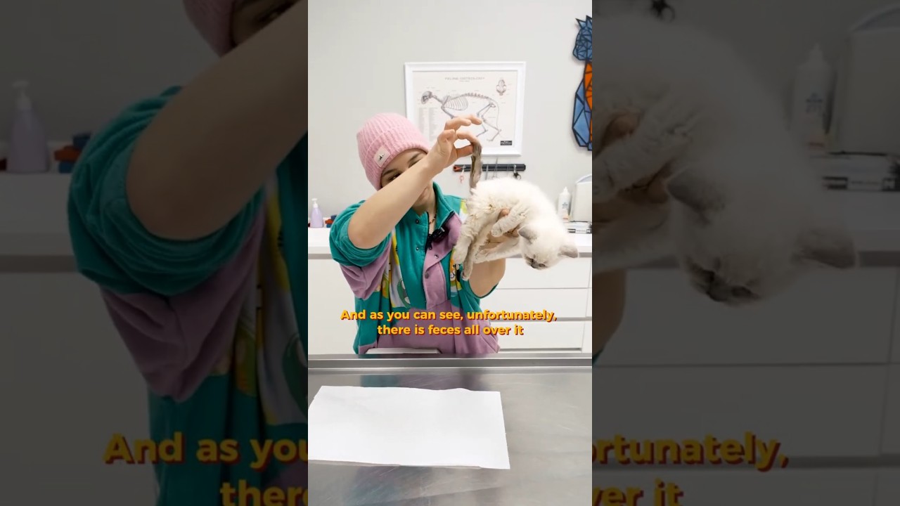 Kedilerde İSHAL / DIARRHEA IN CATS