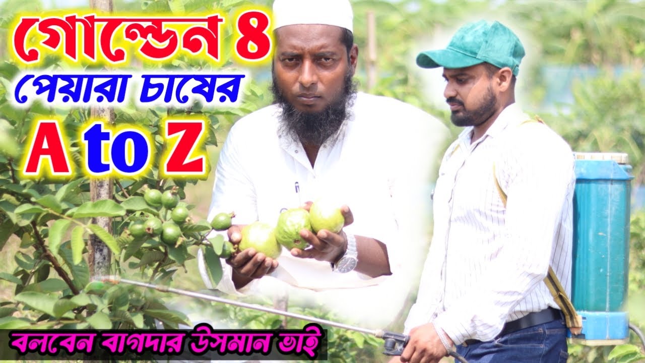 গোল্ডেন 8 পেয়ারা চাষের A to Z বলবেন বাগদার উসমান ভাই | Golden 8 guava |  Guava Farming |