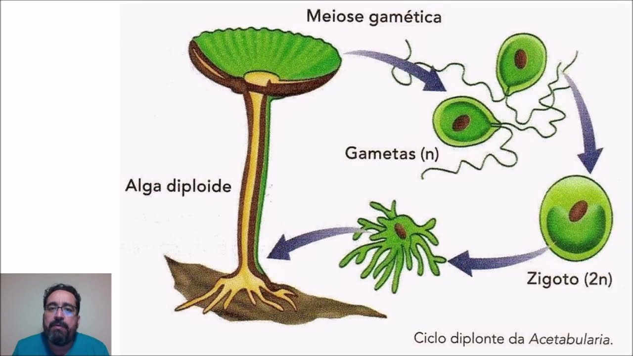 REPRODUÇÃO DAS ALGAS E CICLOS DE VIDA