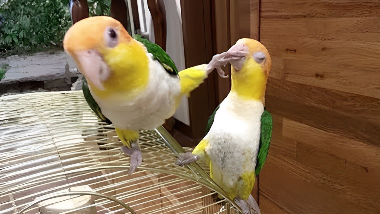 🐦 LORO RISA 🤣 LOROS GRACIOSOS MUNDO 20251