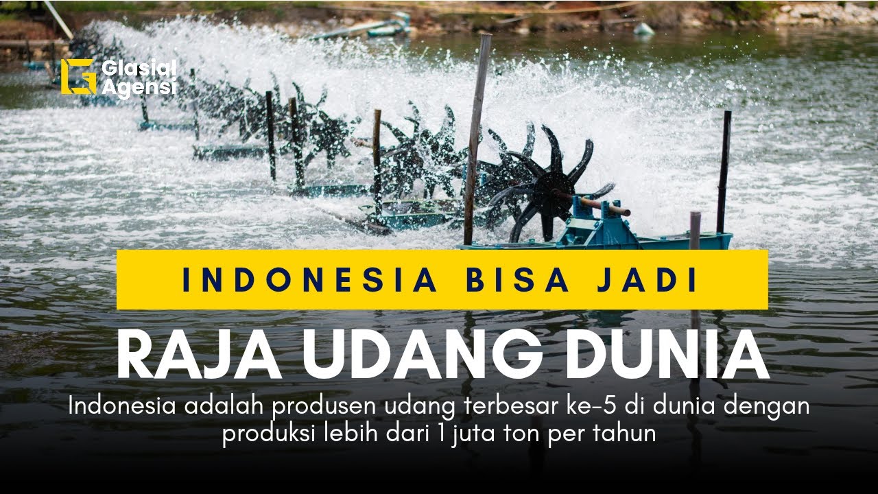 Fakta Mengejutkan! Indonesia Bisa Jadi Raksasa Udang Dunia 🚀🌊