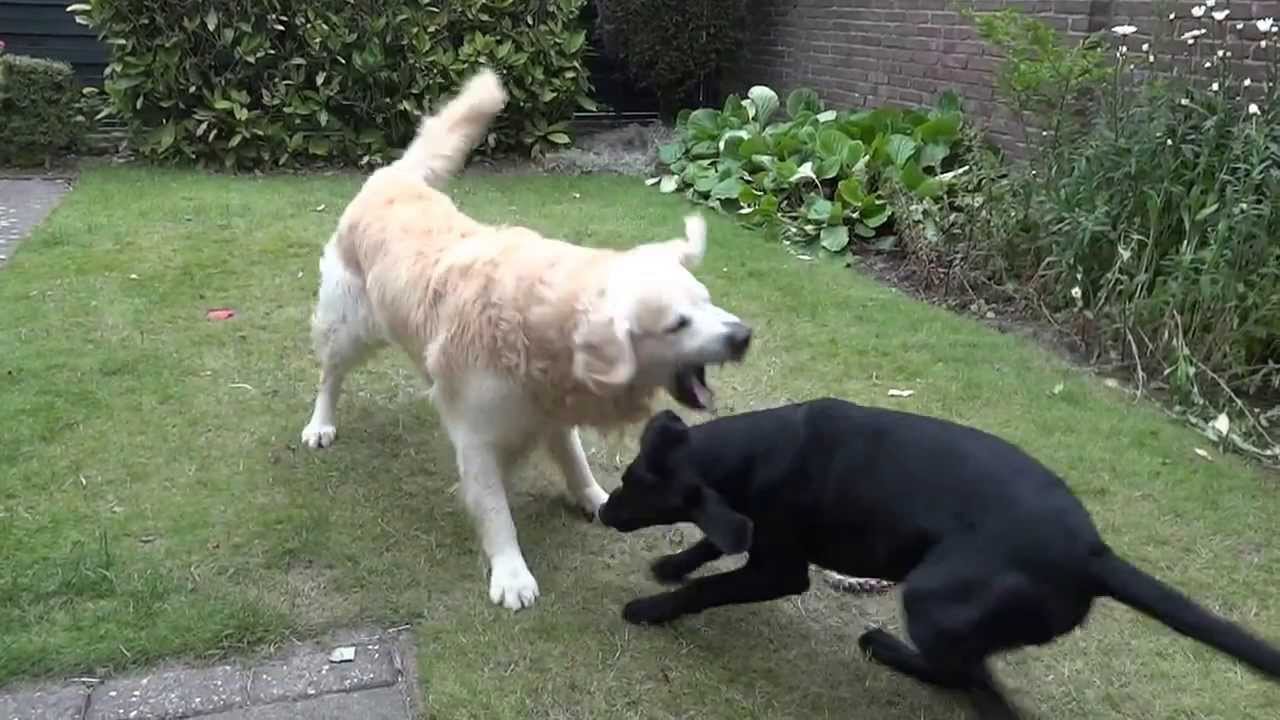 Black Lab and Golden Retriever's daily garden fight