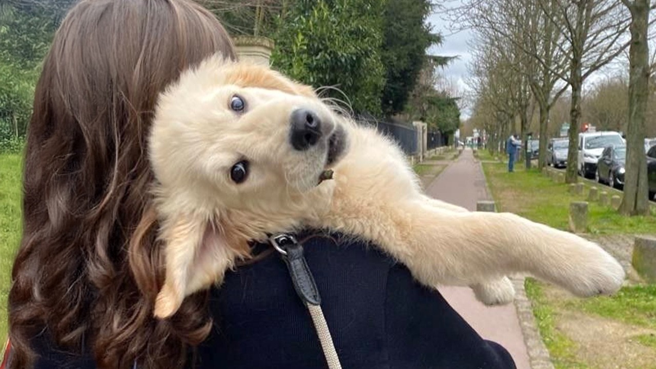 Golden Retrievers Puppies Are Born Comedians! 😍 Top Funniest Dogs in the World!